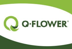 Q-Flower GmbH & Co. KG